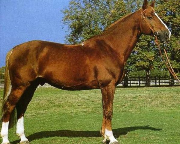 stallion Numidor Platière (Selle Français, 1979, from Nankin)