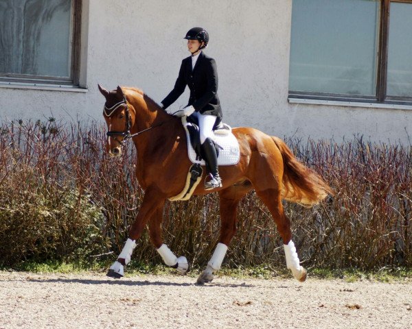 dressage horse Londimo (Hanoverian, 2009, from Londontime)