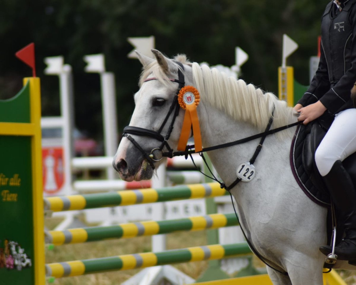 jumper Sarahs Katie (Pony without race description, 2009, from Unbekannt PONY)