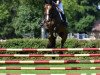 jumper Wyoming 19 (anglo european sporthorse, 2013, from Plot Blue)