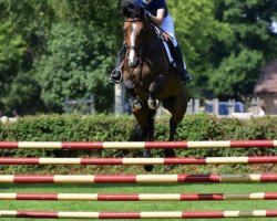 jumper Wyoming 19 (anglo european sporthorse, 2013, from Plot Blue)