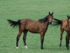 jumper Brahman Un Prince (Selle Français, 2011, from Guepard de Brekka)