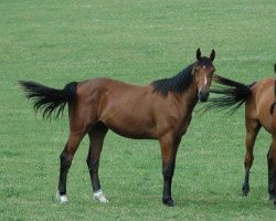 jumper Brahman Un Prince (Selle Français, 2011, from Guepard de Brekka)