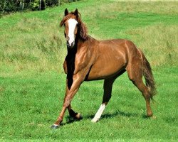 Springpferd Hileklaire Un Prince (Selle Français, 2017, von Number One D'Iso Un Prince)