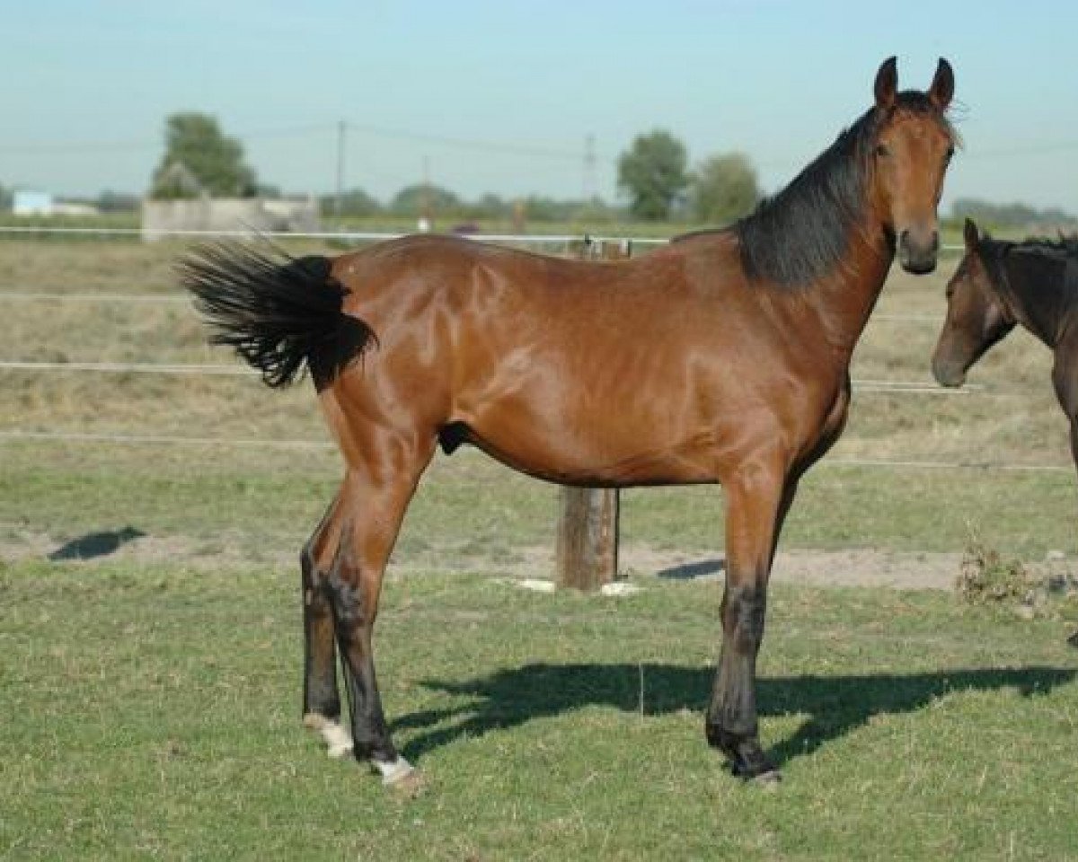 Springpferd Filosof Un Prince (Selle Français, 2015, von Number One D'Iso Un Prince)