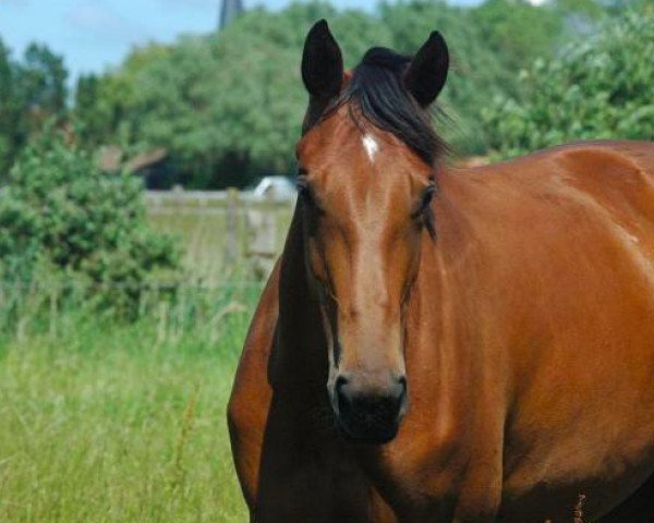 broodmare Cacharel Une Prince (Selle Français, 2012, from Number One D'Iso Un Prince)