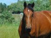 broodmare Cacharel Une Prince (Selle Français, 2012, from Number One D'Iso Un Prince)