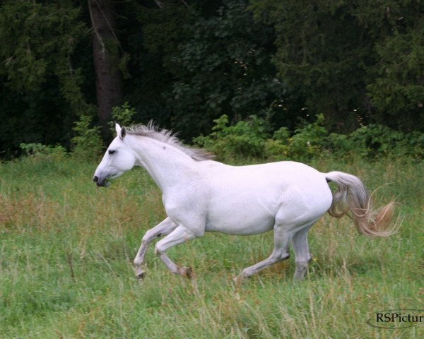 horse Scarlett (Trakehner, 1995, from Gadsby)