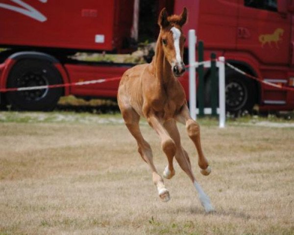 broodmare Free Days Une Prince (Selle Français, 2015, from Number One D'Iso Un Prince)