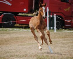 broodmare Free Days Une Prince (Selle Français, 2015, from Number One D'Iso Un Prince)