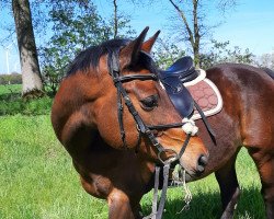 Springpferd Cafuso W (Oldenburger, 2008, von Catoki)