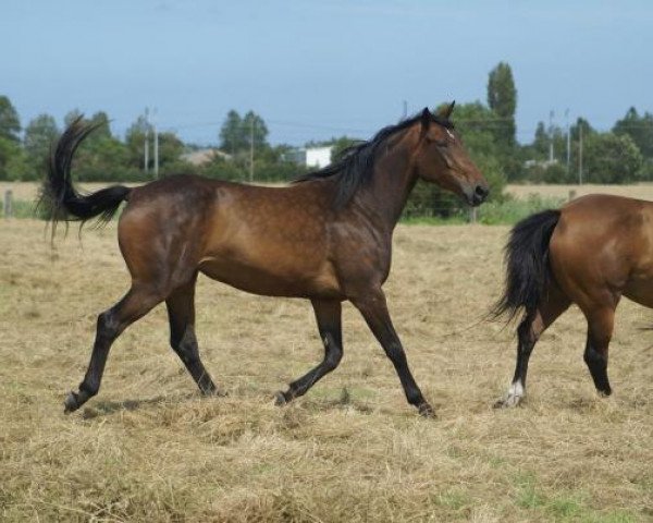 Zuchtstute Dollar's Girl BE ST Z (Zangersheide Reitpferd, 2008, von Dollar de la Pierre)