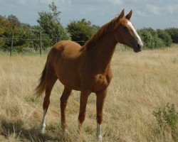 broodmare Elaiklaire Une Prince (Selle Français, 2014, from Number One D'Iso Un Prince)