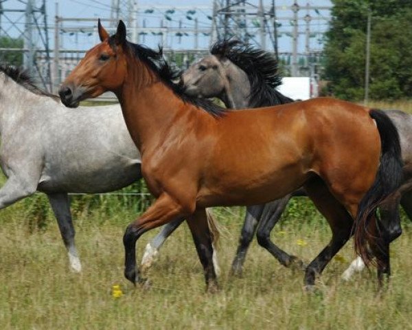 broodmare Exception Une Prince (Selle Français, 2014, from Number One D'Iso Un Prince)