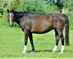 broodmare Prada By Une (Selle Français, 2003, from Quidam de Revel)