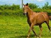 broodmare Quolombia D'o (Selle Français, 2004, from Diamant de Semilly)