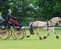 horse Donnar (Fjord Horse, 2006, from Dylan)