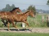 Springpferd Verite Une Prince (Selle Français, 2009, von Number One D'Iso Un Prince)