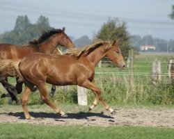 Springpferd Verite Une Prince (Selle Français, 2009, von Number One D'Iso Un Prince)