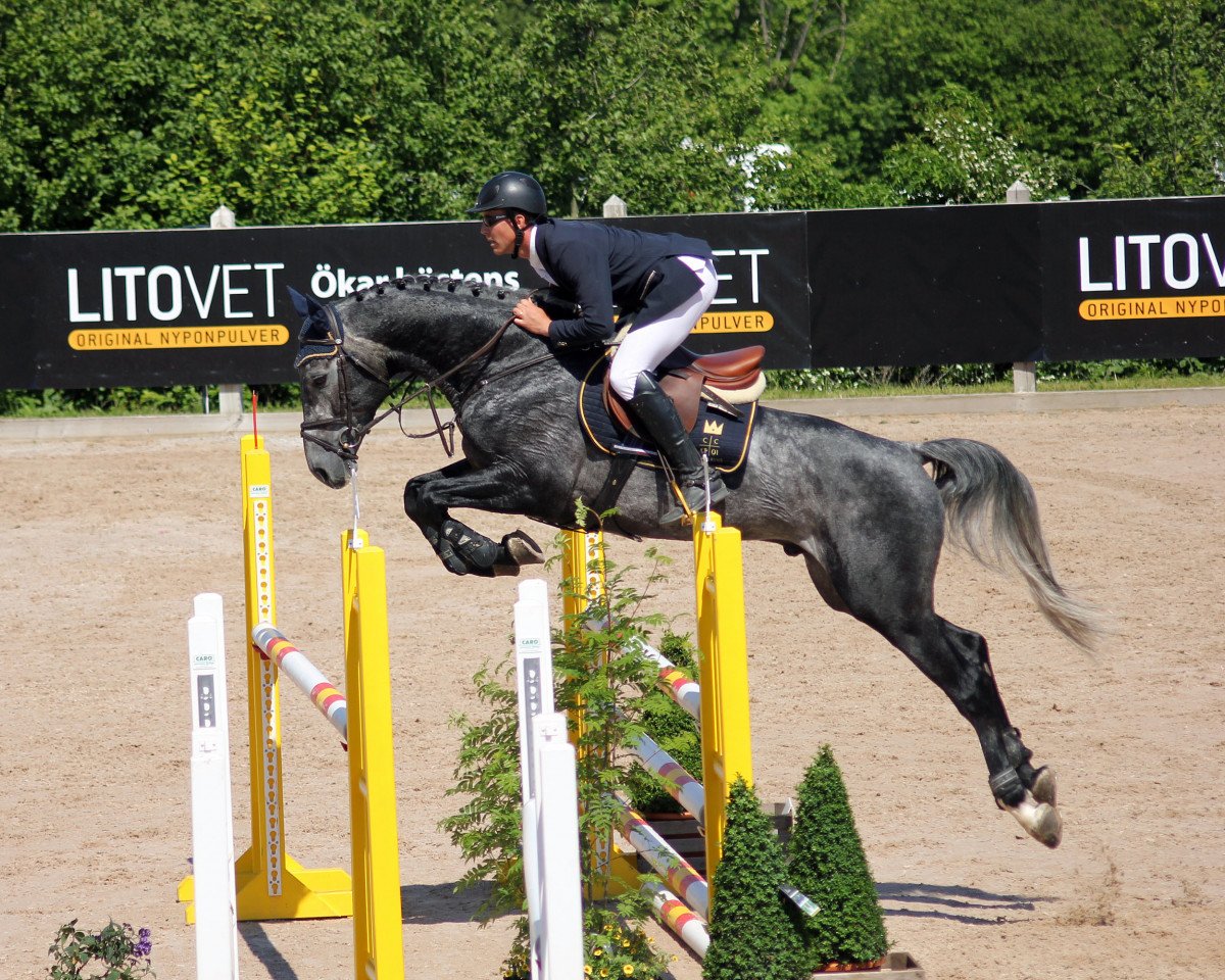 stallion Canvas Plus (Swedish Warmblood, 2008, from VDL Cardento 933)