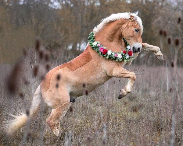 horse Rocky (Haflinger, 2012, from Arachon)