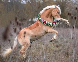 horse Rocky (Haflinger, 2012, from Arachon)