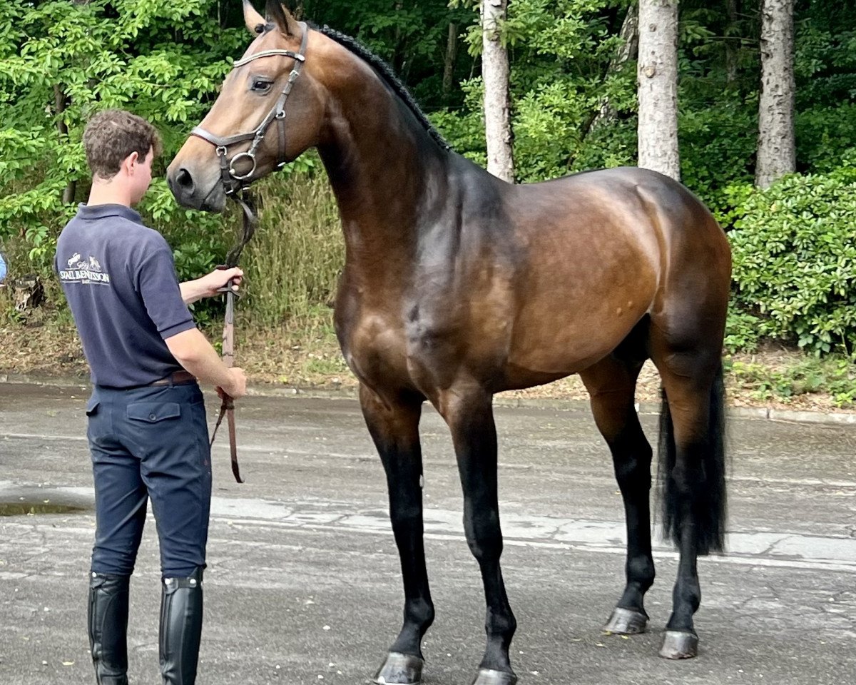 Deckhengst Come On Plus (Oldenburger Springpferd, 2018, von Comfort)