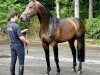 stallion Come On Plus (Oldenburg show jumper, 2018, from Comfort)