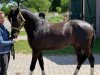 dressage horse Starlight´s Blackstorm (German Riding Pony, 2021, from Reitland's Bon Coeur B)