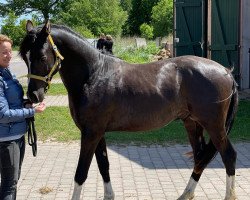 Dressurpferd Starlight´s Blackstorm (Deutsches Reitpony, 2021, von Reitland's Bon Coeur B)