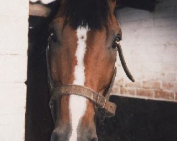 stallion Elegant (KWPN (Royal Dutch Sporthorse), 1986, from Nimmerdor)