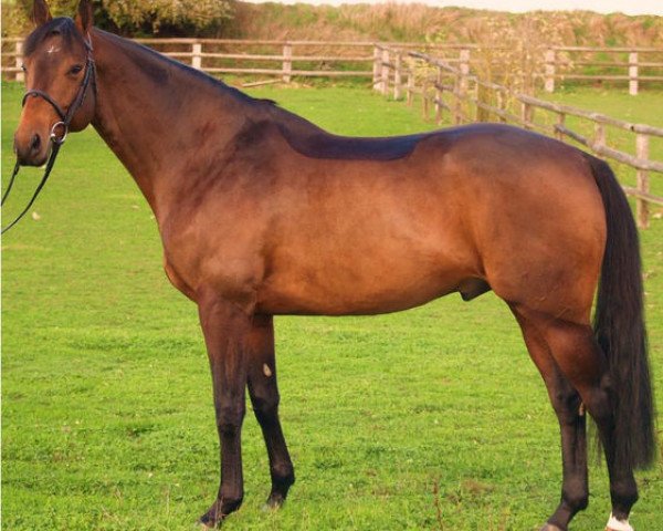stallion Quansas des Ivernons (Selle Français, 2004, from Dollar de la Pierre)