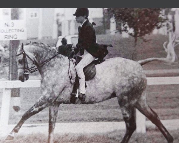 horse Doddington Cascade (British Riding Pony, 1980, from Rosevean Trout Stream)