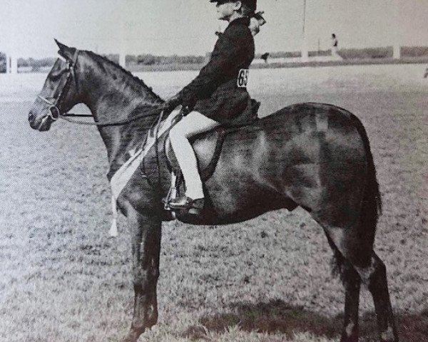 Pferd Roschoil Legacy (British Riding Pony, 1978, von Basford Elegant)