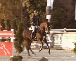 Springpferd Lady Clinton GD (Westfale, 2019, von Luxus G.D.)