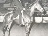 broodmare Lady Teller xx (Thoroughbred, 1963, from Pendragon xx)