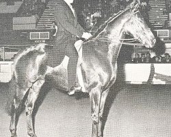 broodmare Lady Teller xx (Thoroughbred, 1963, from Pendragon xx)