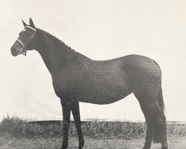 horse Ebonita xx (Thoroughbred, 1949, from Rodosto xx)