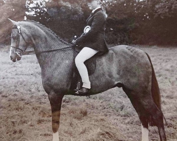 Pferd Harwoods Tristan (British Riding Pony,  , von Twylands Troubadour)