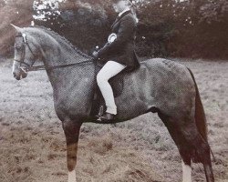 horse Harwoods Tristan (British Riding Pony,  , from Twylands Troubadour)