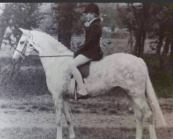 Pferd Coed Coch Maria (British Riding Pony, 1975, von Bwlch Hill Wind)