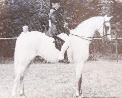 horse Risinghoe Secret Garden (Welsh Partbred,  , from Twylands Troubadour)