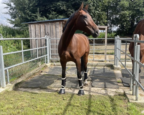 dressage horse Florentina J (German Sport Horse, 2018, from Fuechtels Floriscount OLD)