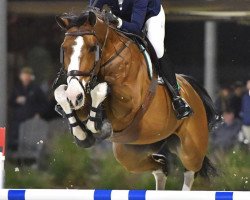 jumper Hanakine (Belgian Warmblood, 2013, from Baltik Sitte)