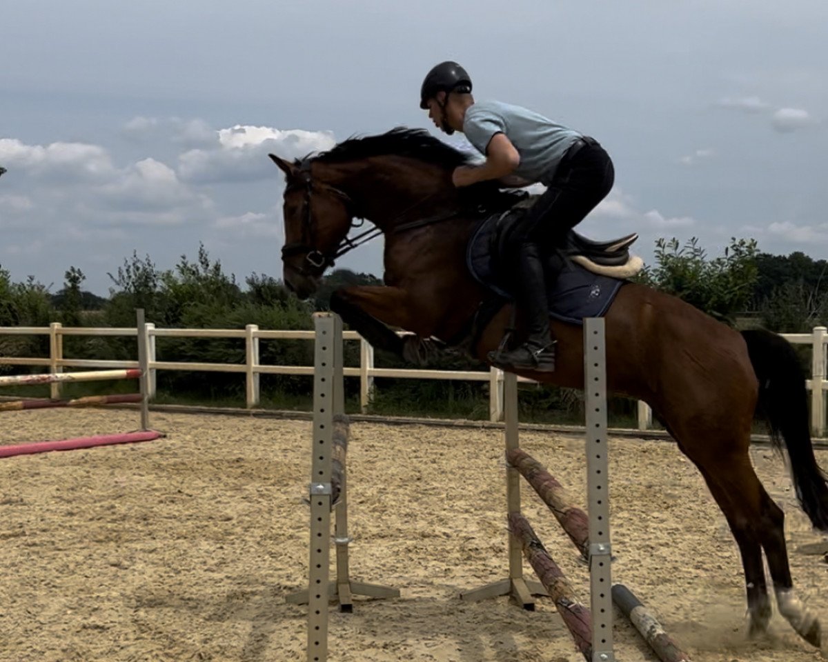 horse Qwendoline (Oldenburg show jumper, 2016, from Quality 9)