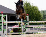 jumper Iranta (KWPN (Royal Dutch Sporthorse), 2013, from Dallas VDL Z)