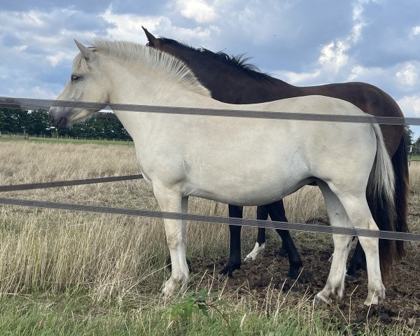 Pferd Jara (Fjordpferd, 2021, von Rudsmo Remi)