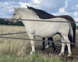 horse Jara (Fjord Horse, 2021, from Rudsmo Remi)