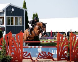 jumper Little Lord 112 (German Sport Horse, 2015, from Pikeur Lord Fauntleroy)