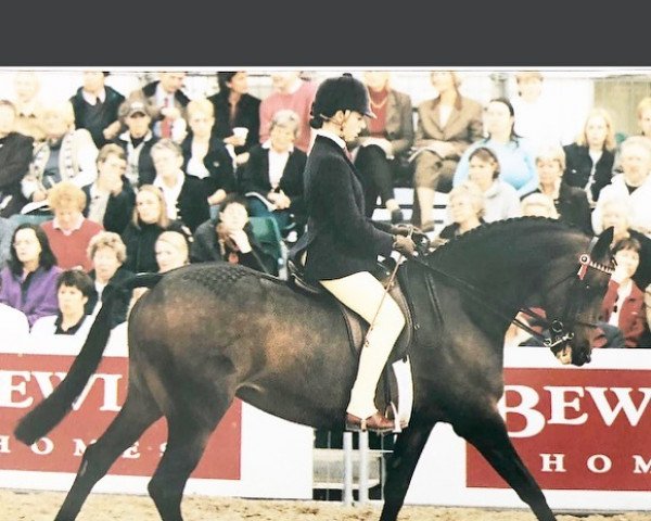 Pferd Spinningdale Arabella (British Riding Pony, 1990, von Syon Splendour)